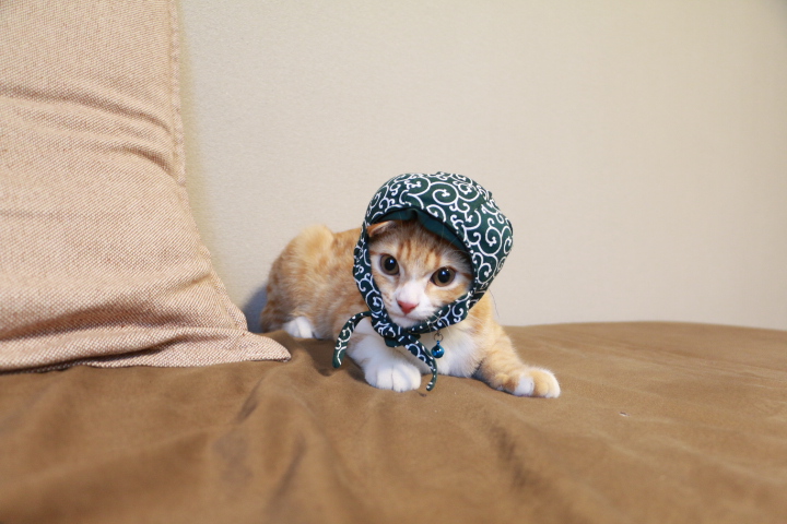 猫のために自動給餌器が必要な理由 おすすめ 足跡diary